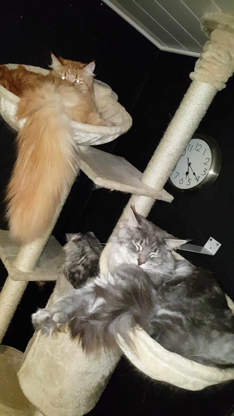 Maine Coon Bounty (DK Nanice Charlie) billede 49