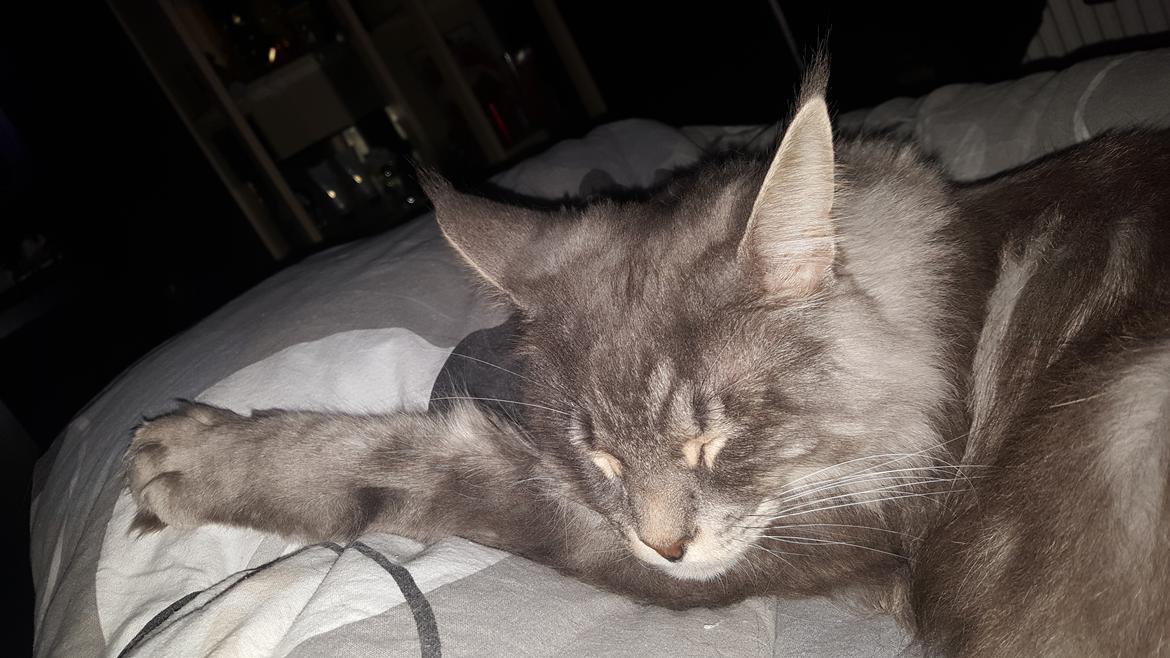 Maine Coon Bounty (DK Nanice Charlie) billede 1