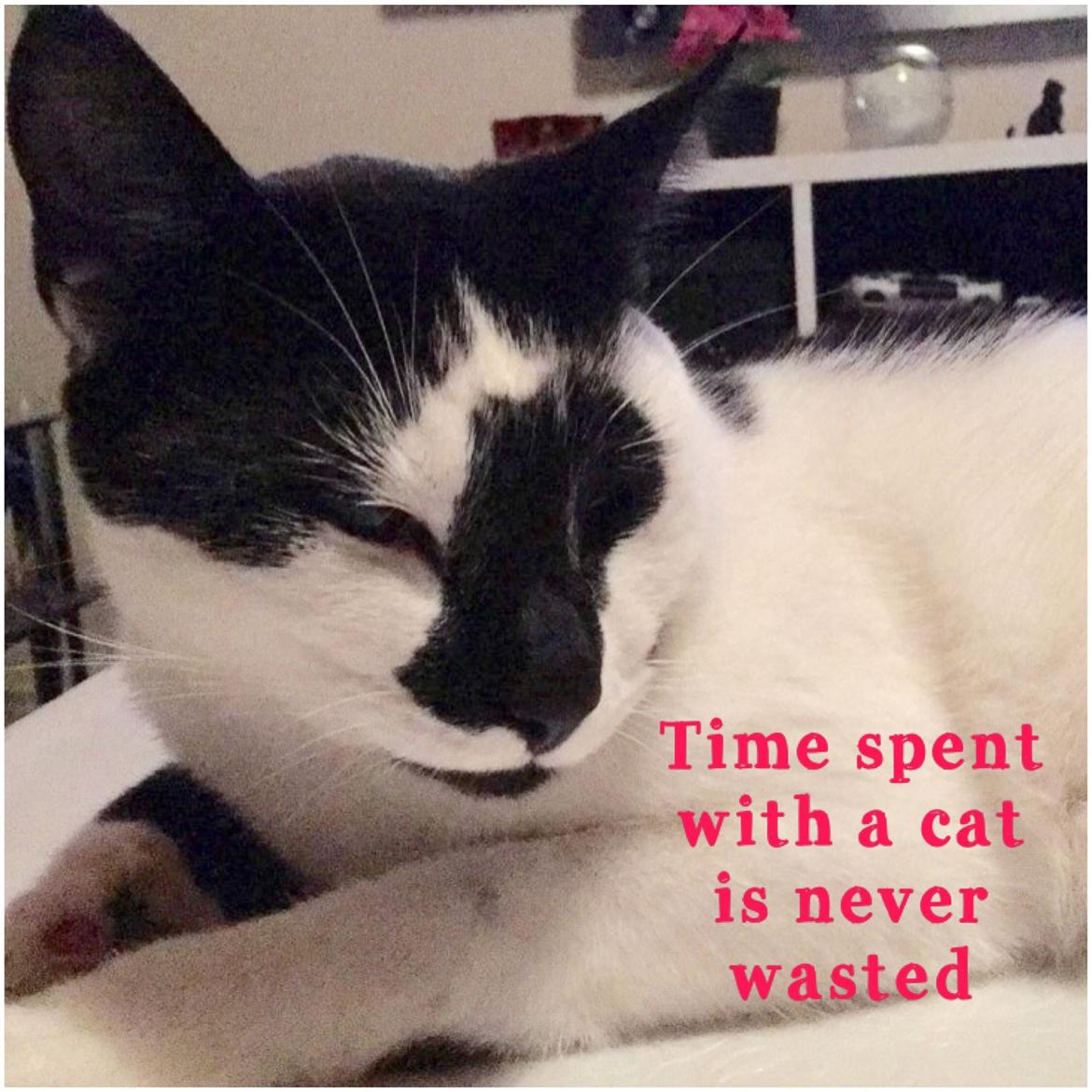 Huskat Milo billede 10