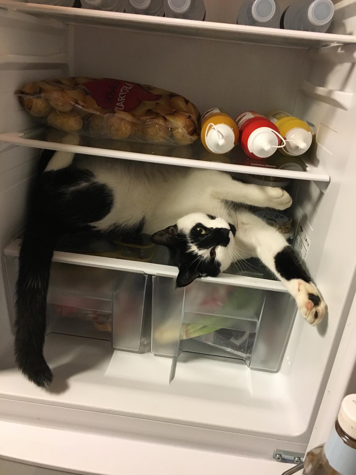 Huskat Milo billede 12