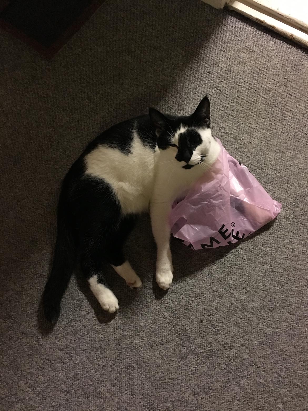 Huskat Milo billede 13