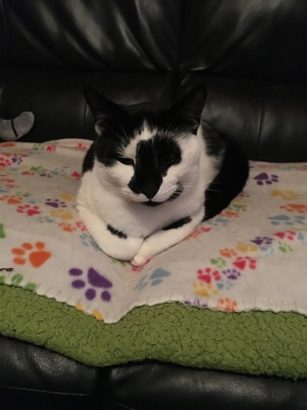 Huskat Milo billede 14