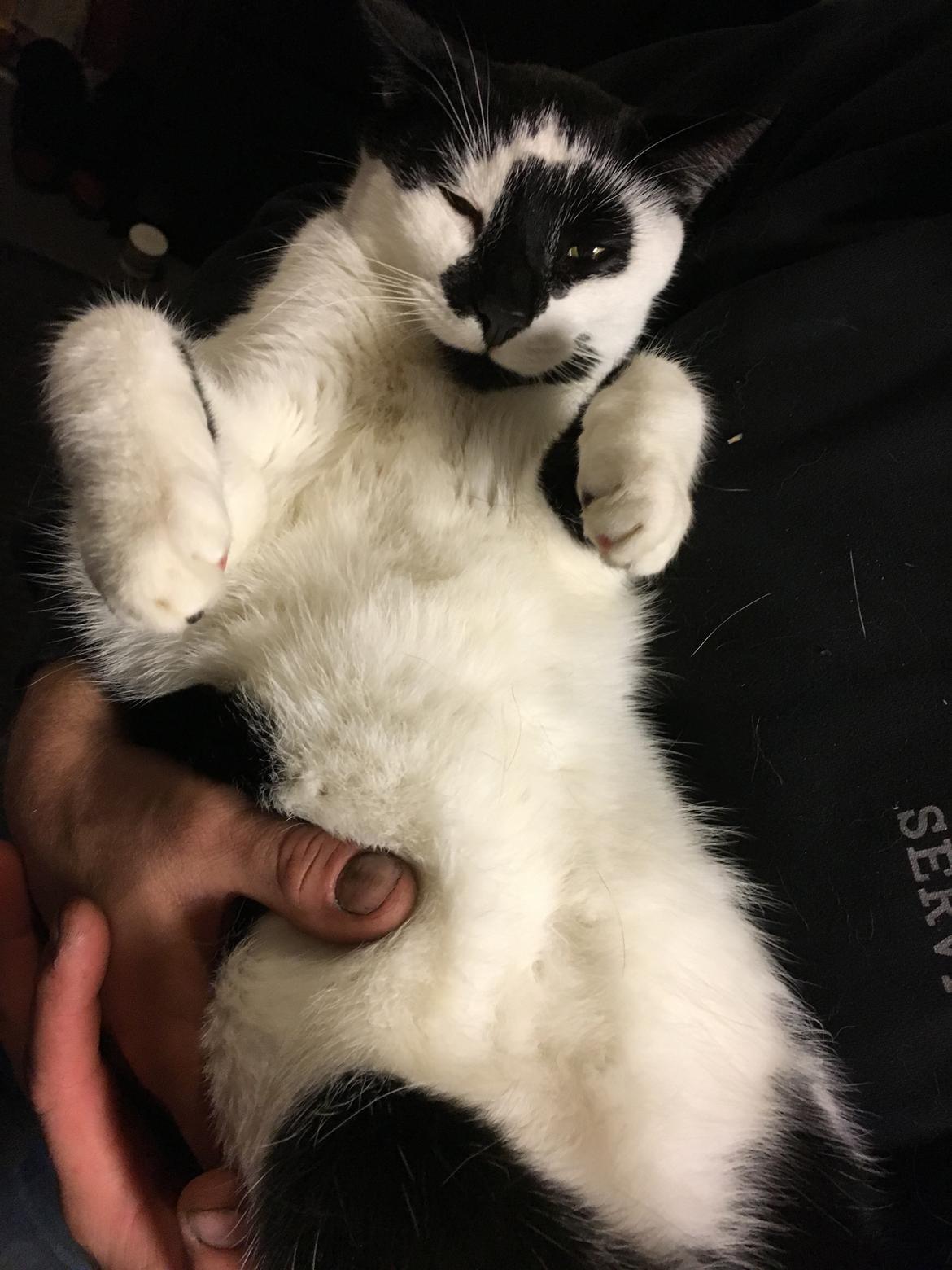 Huskat Milo billede 11