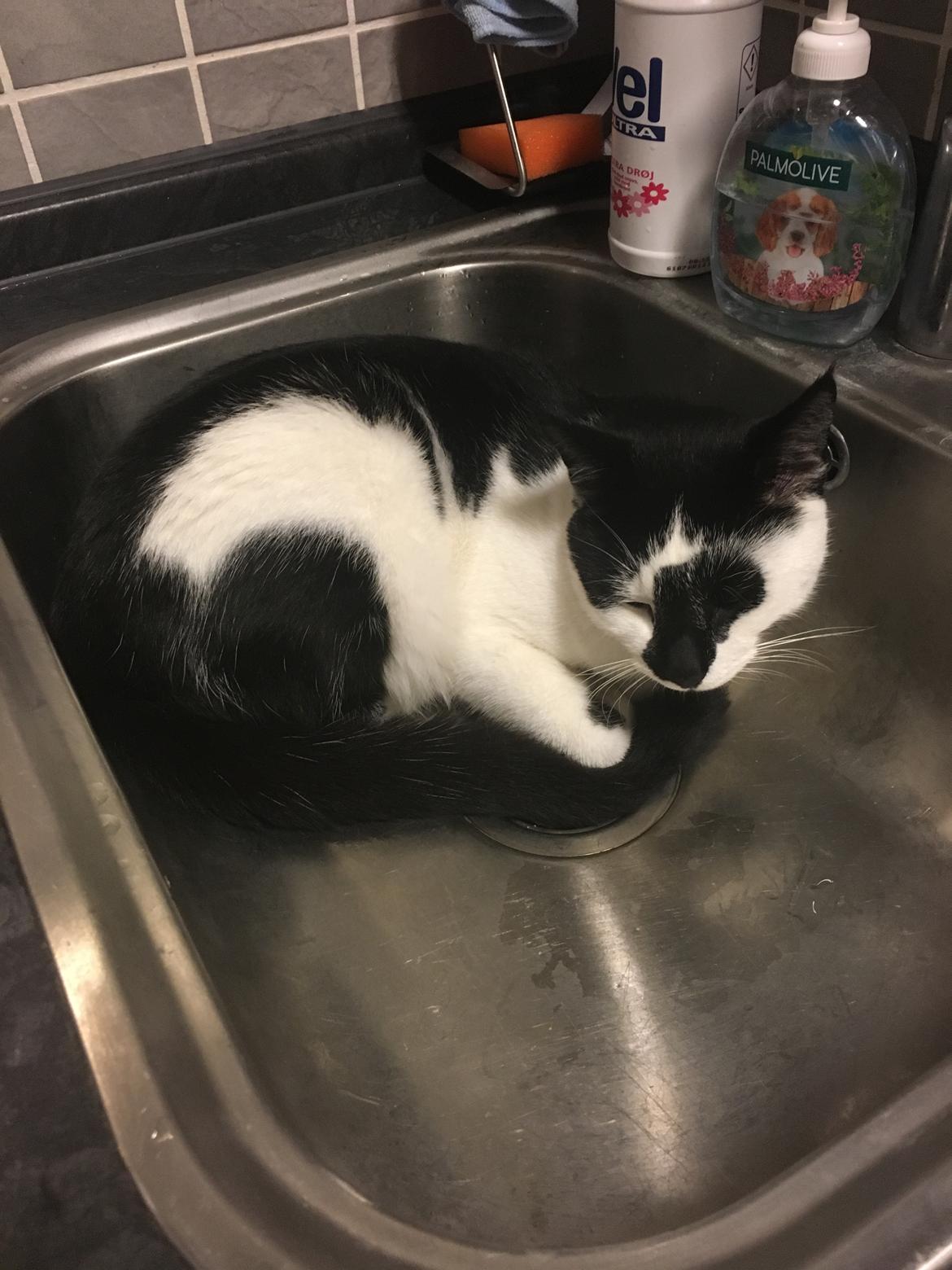 Huskat Milo billede 16