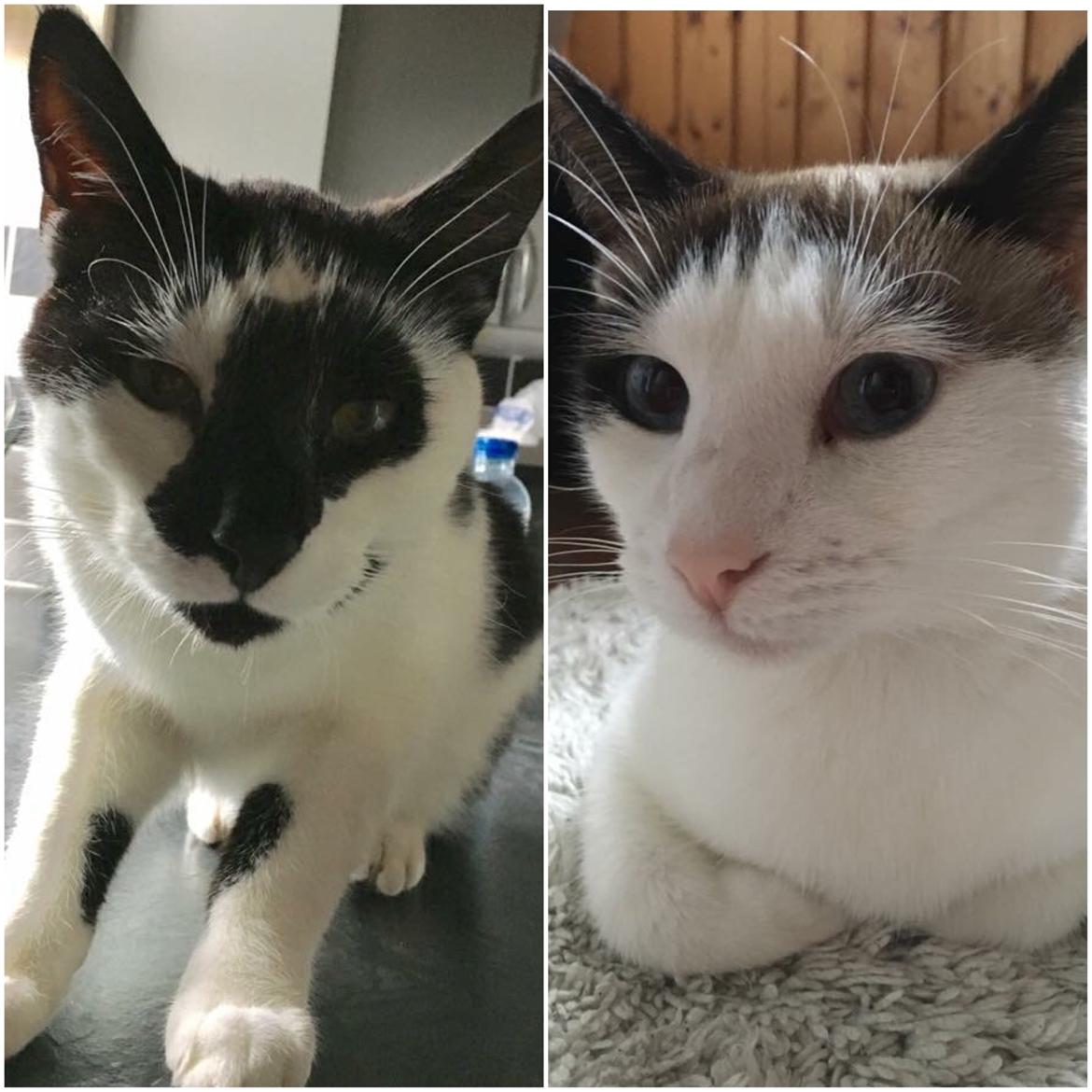 Huskat Milo billede 17