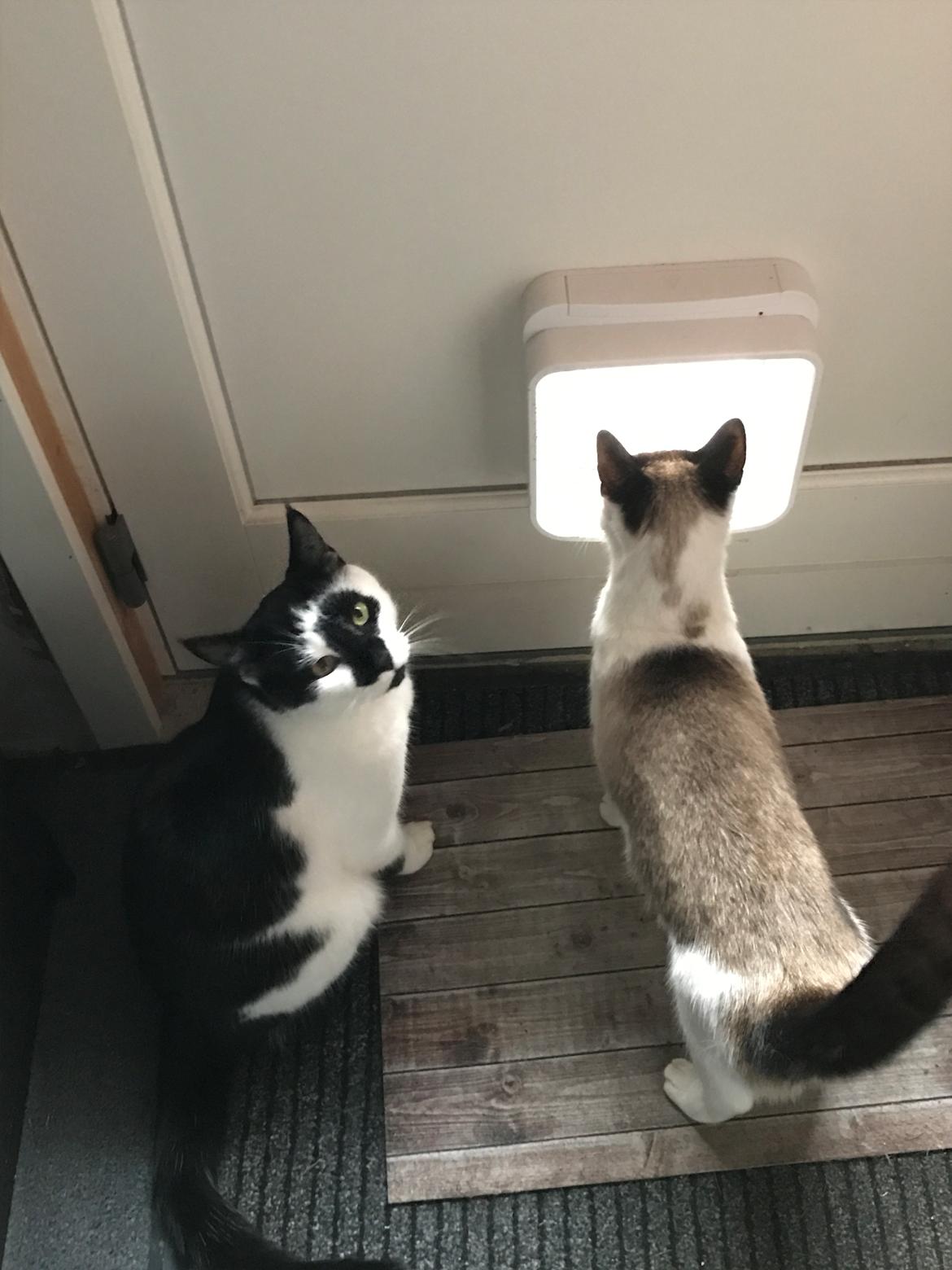 Huskat Milo billede 18