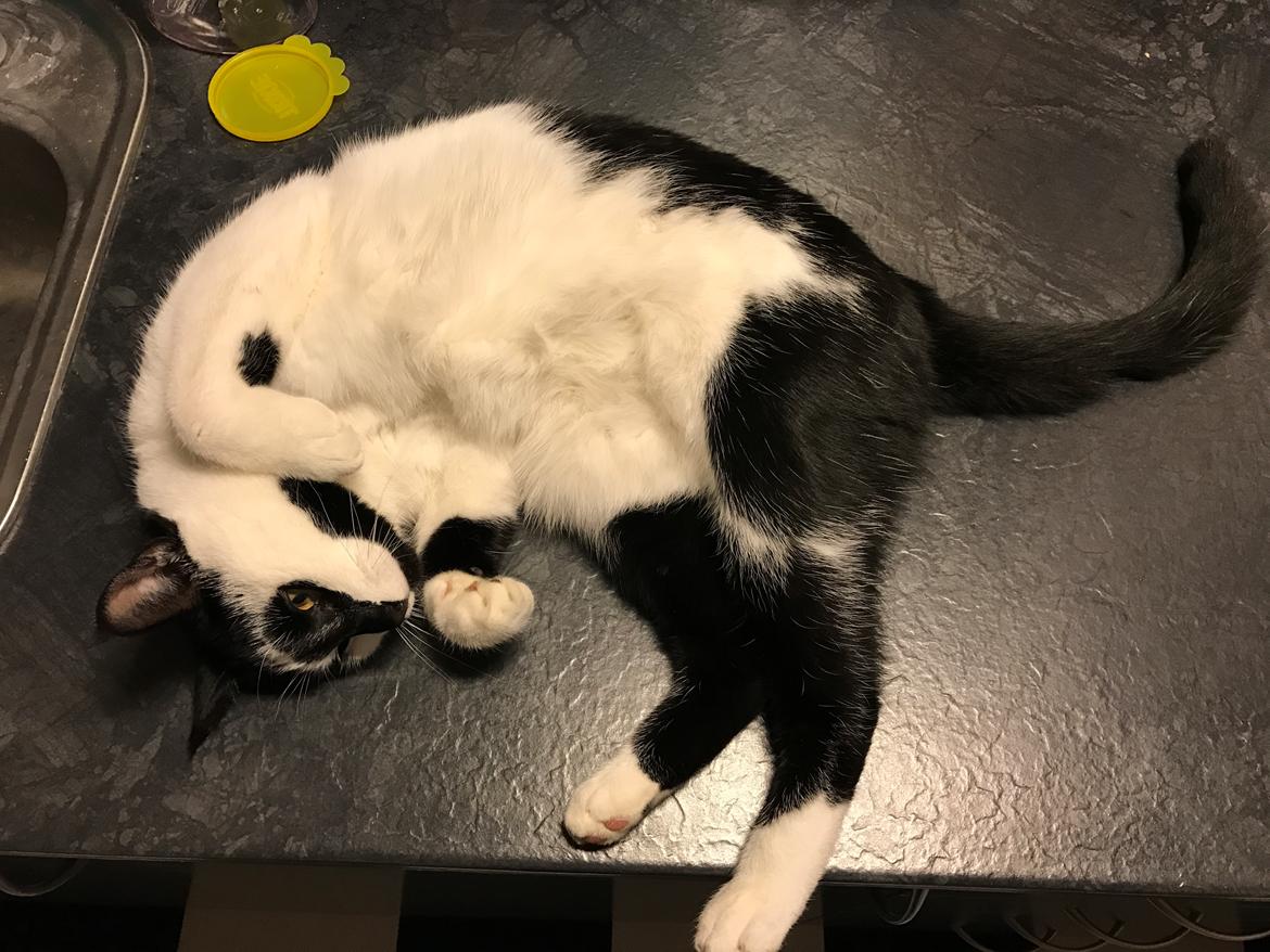 Huskat Milo billede 19