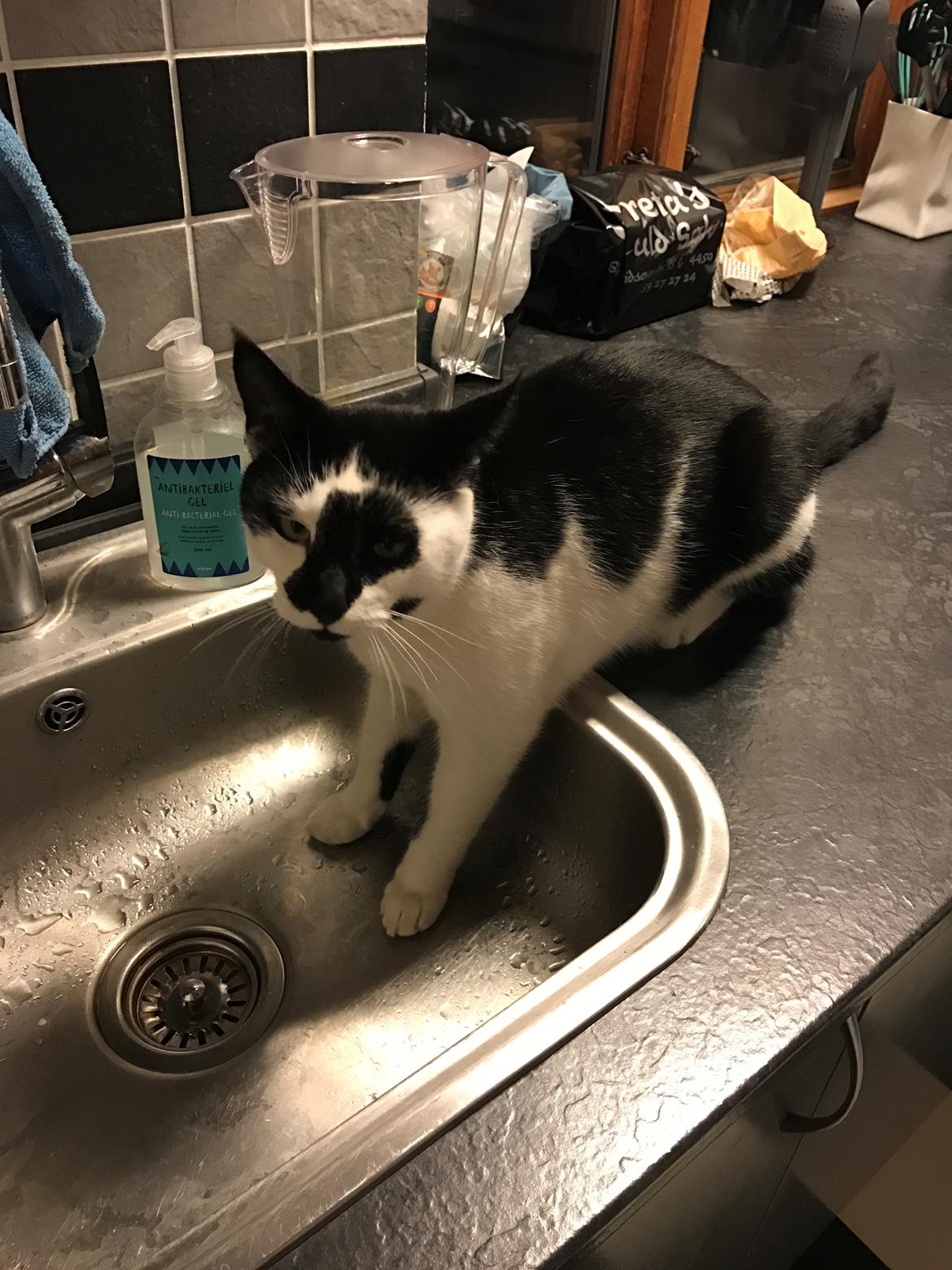 Huskat Milo billede 20