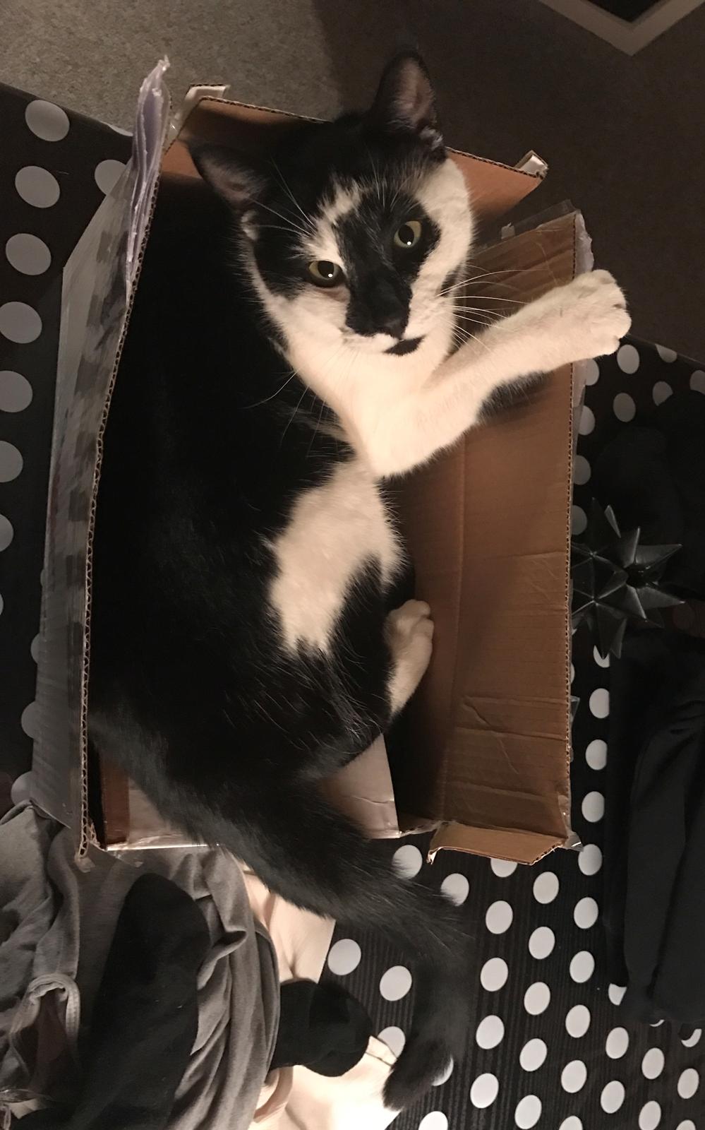 Huskat Milo billede 21