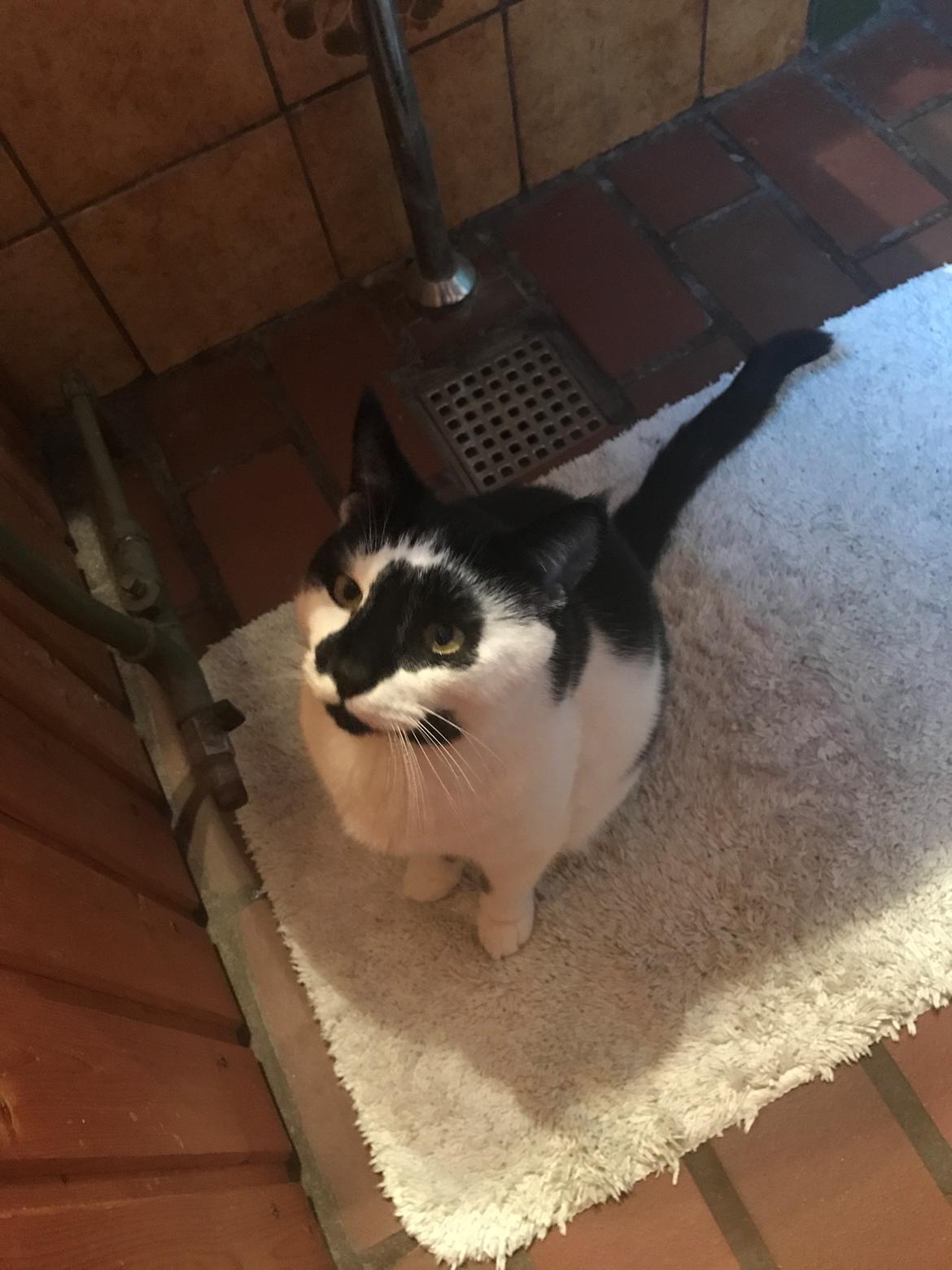 Huskat Milo billede 22