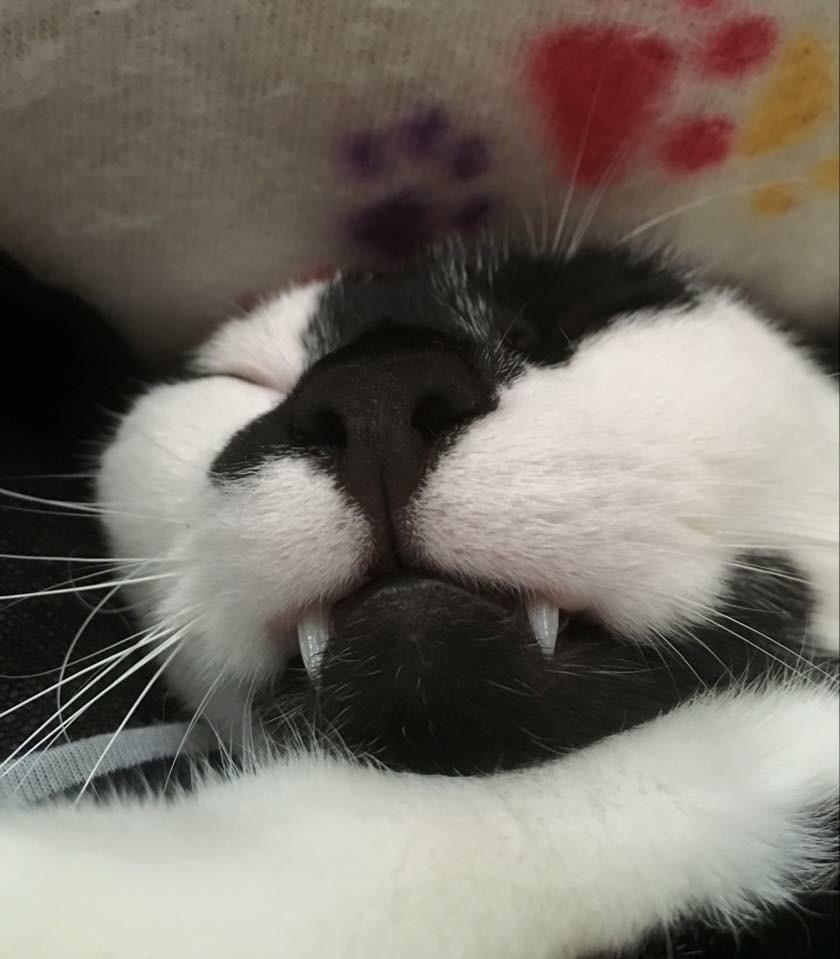 Huskat Milo billede 23