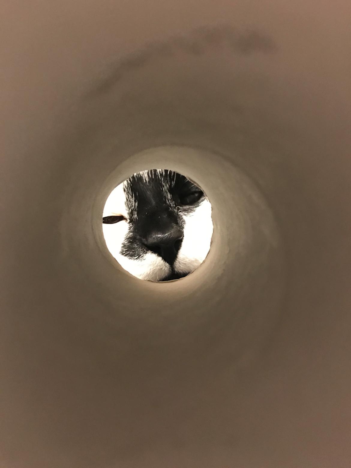 Huskat Milo billede 24