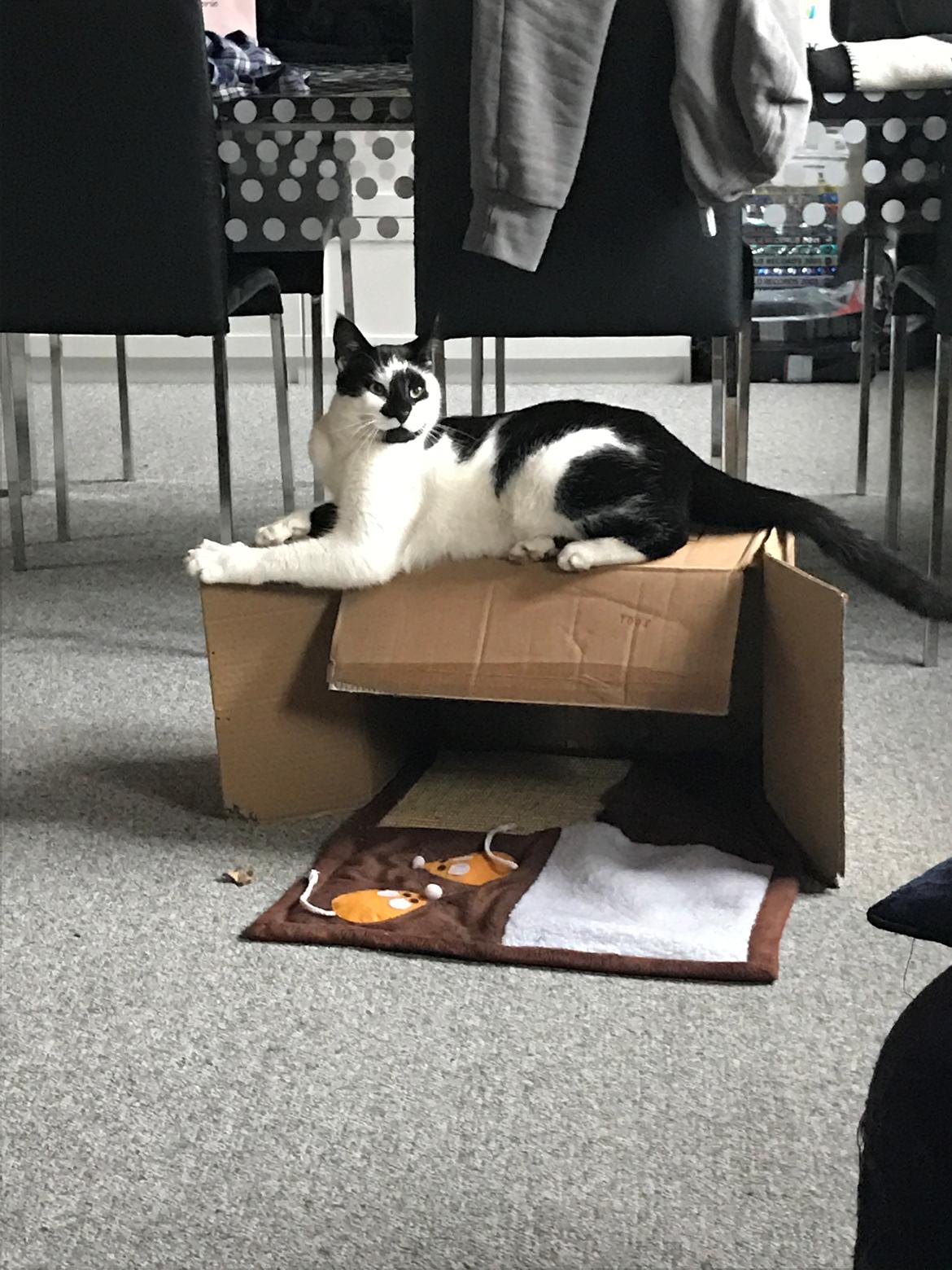 Huskat Milo billede 25