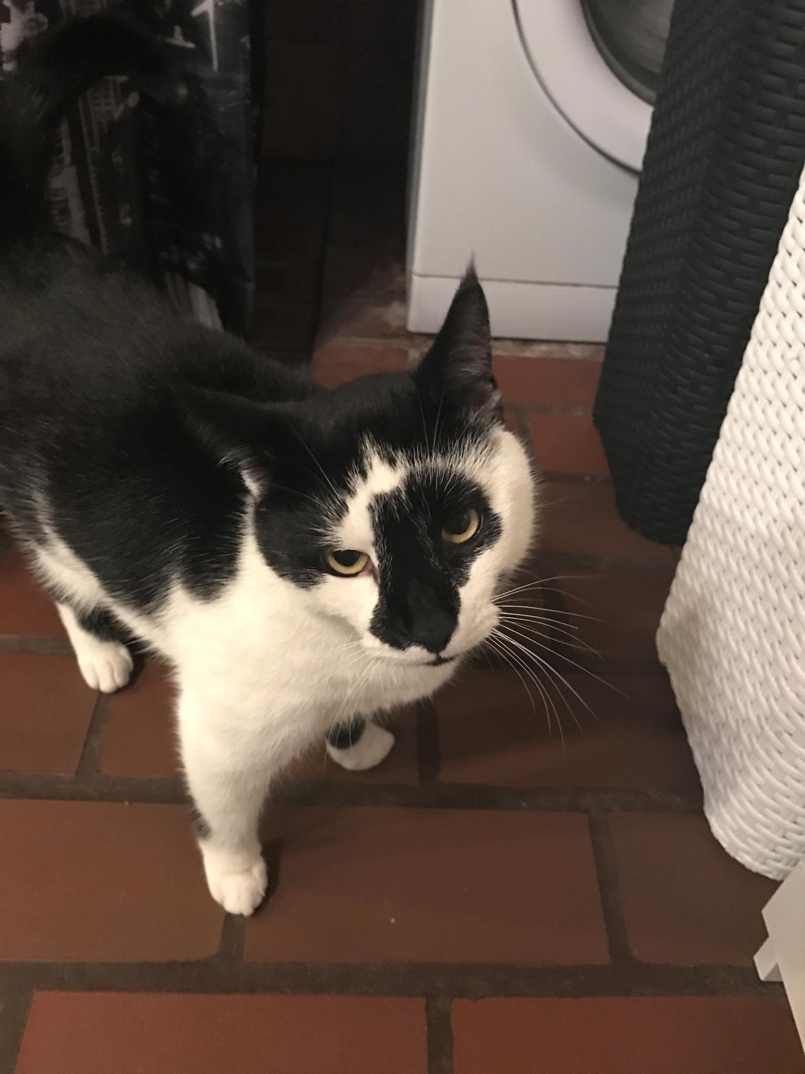 Huskat Milo billede 26