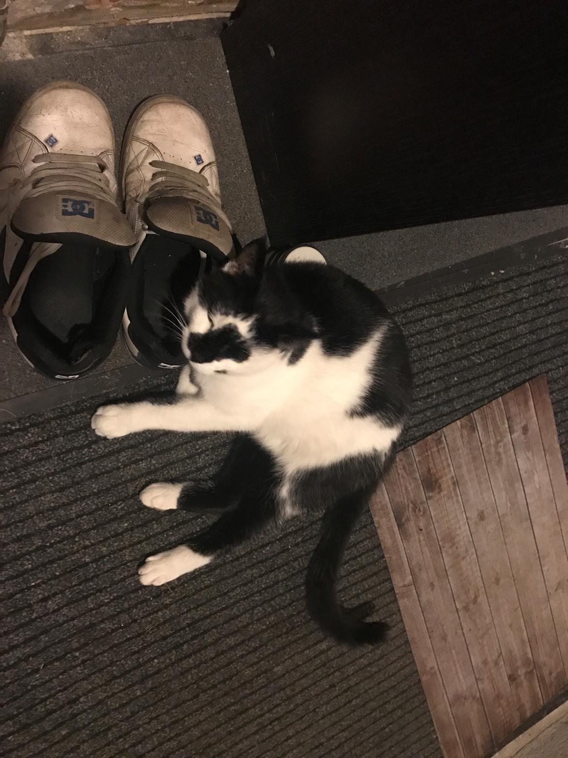 Huskat Milo billede 27