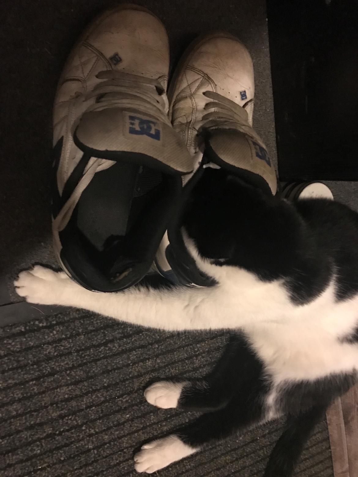 Huskat Milo billede 28