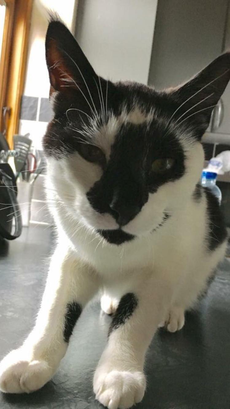 Huskat Milo billede 29