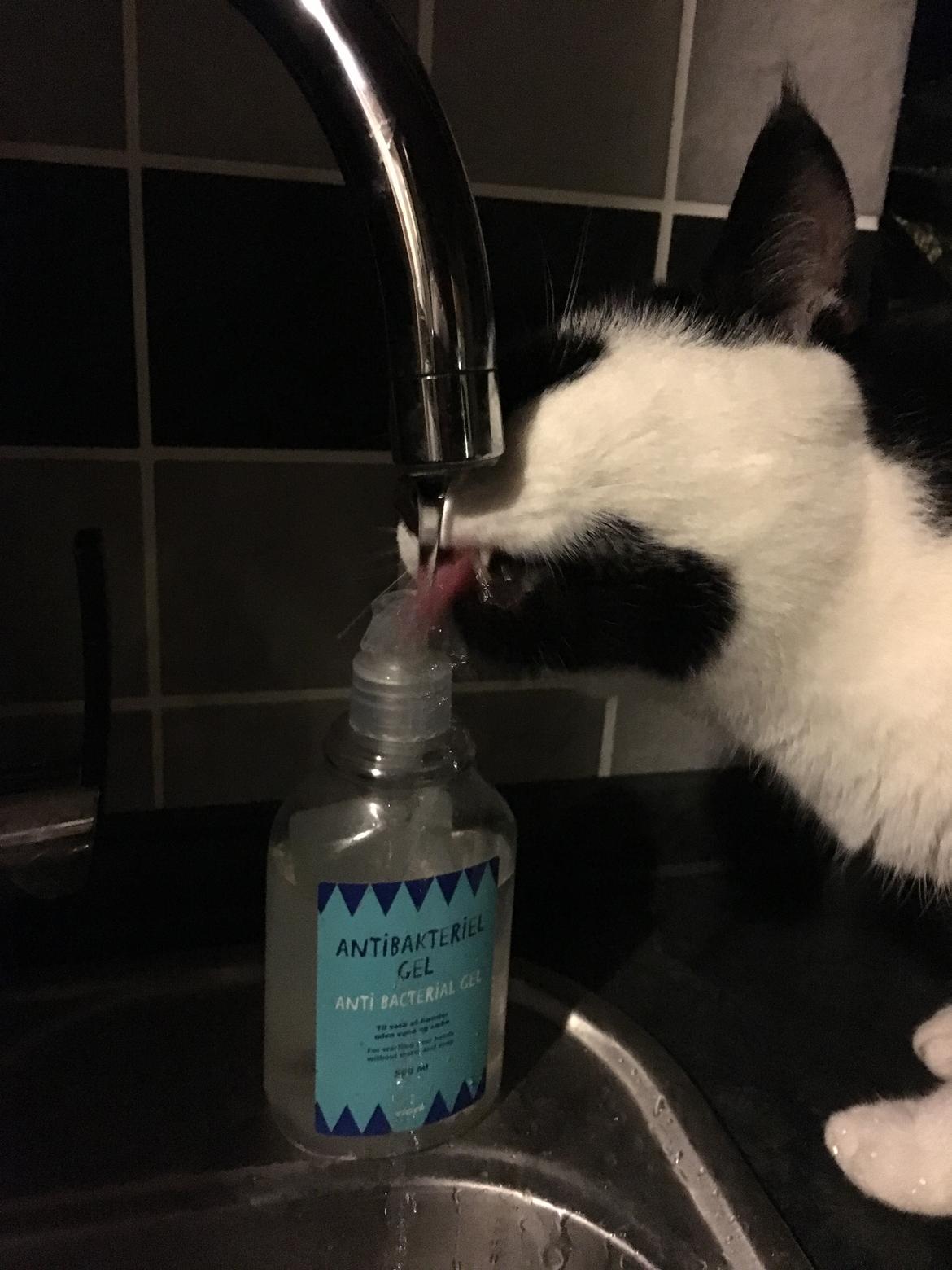 Huskat Milo billede 15