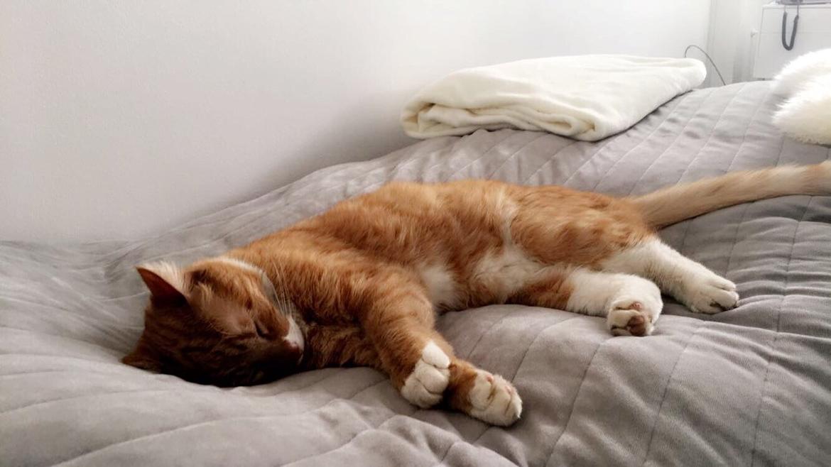 Huskat Bif billede 35