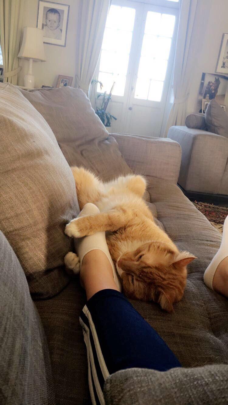 Huskat Bif billede 36