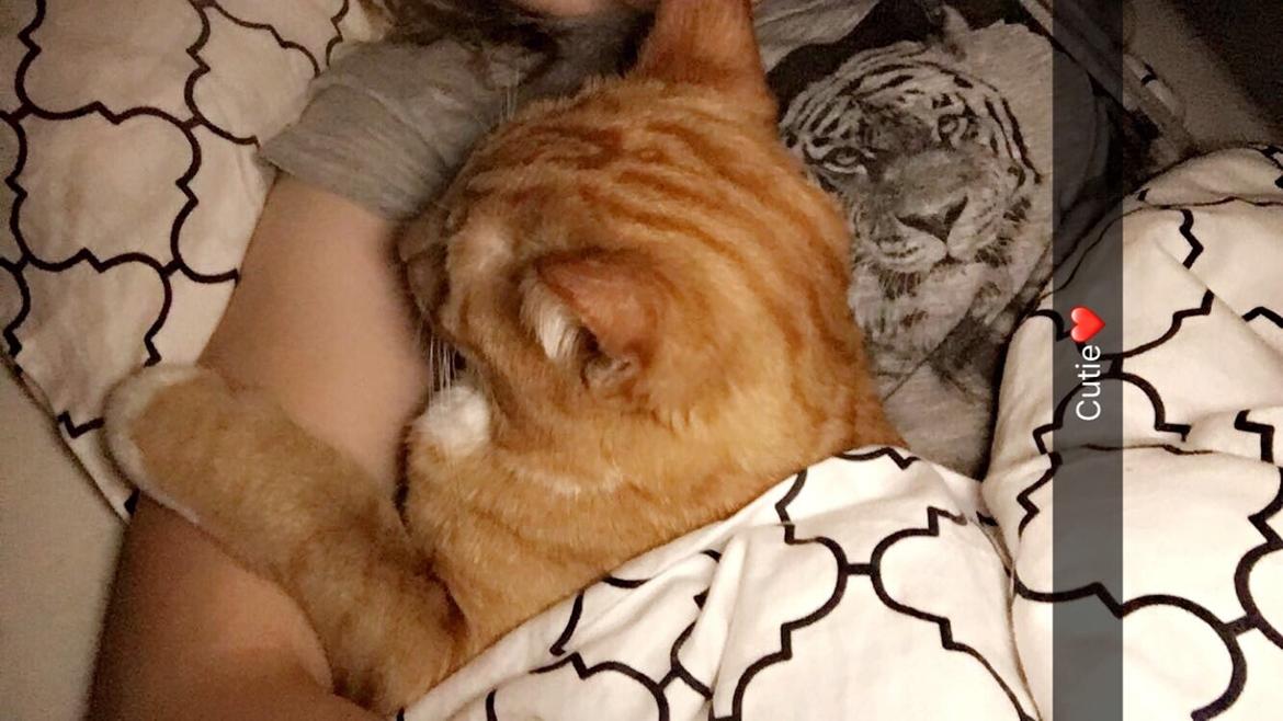 Huskat Bif billede 39