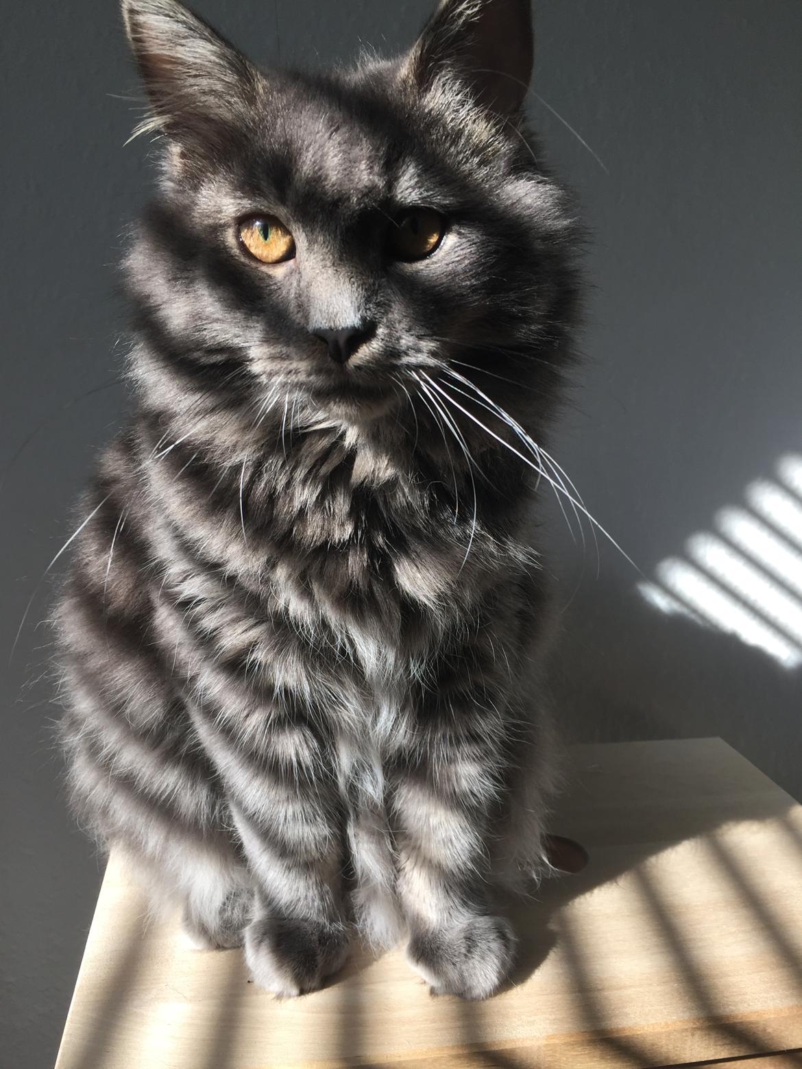 Blanding af racer Aslan billede 1