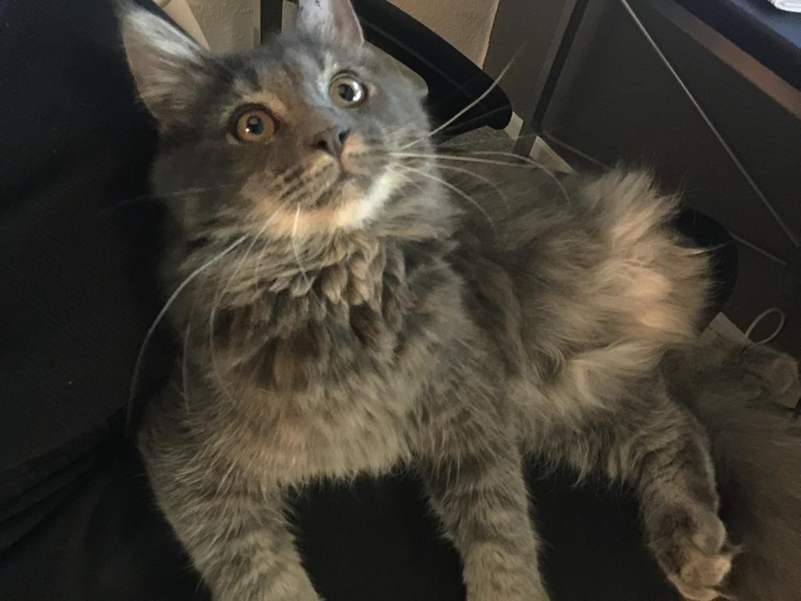 Blanding af racer Aslan billede 6