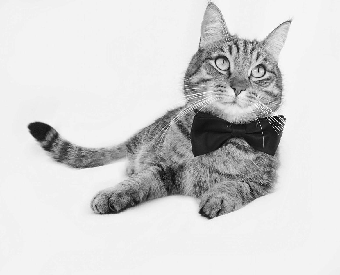 Huskat Ludvig the bulldog billede 6