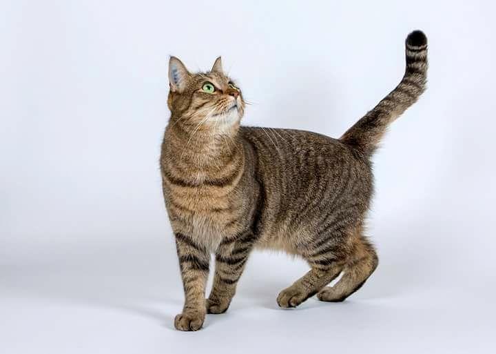 Huskat Ludvig the bulldog billede 1