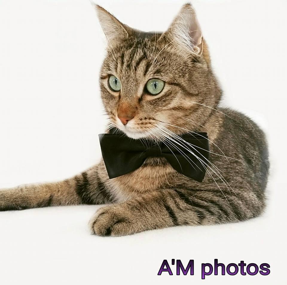 Huskat Ludvig the bulldog billede 2