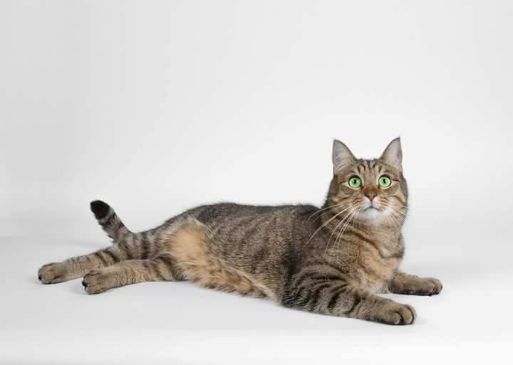 Huskat Ludvig the bulldog billede 5