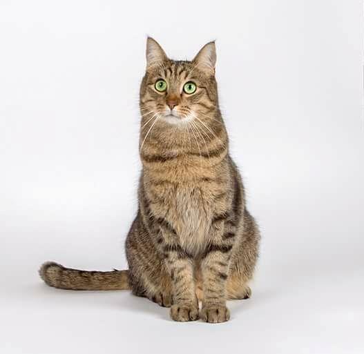 Huskat Ludvig the bulldog billede 7