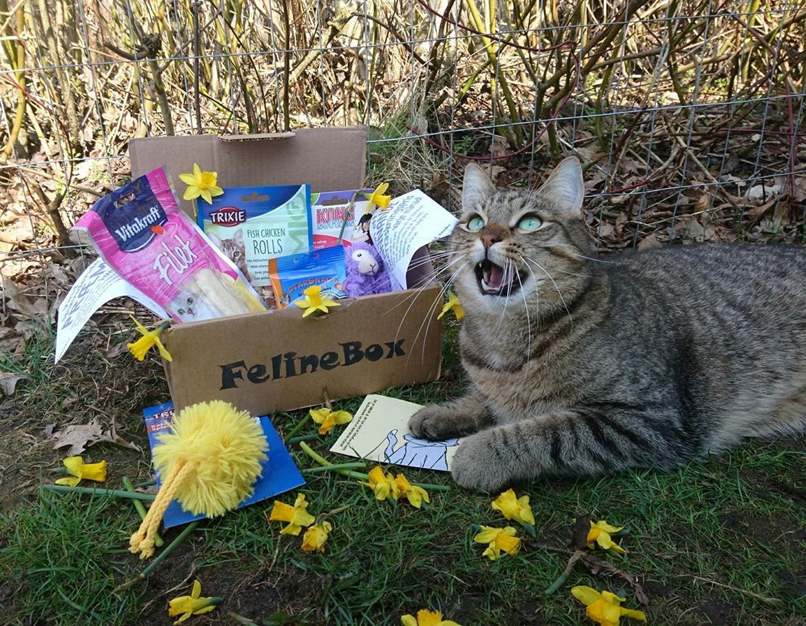 Huskat Ludvig the bulldog billede 8