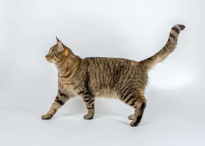 Huskat Ludvig the bulldog billede 9