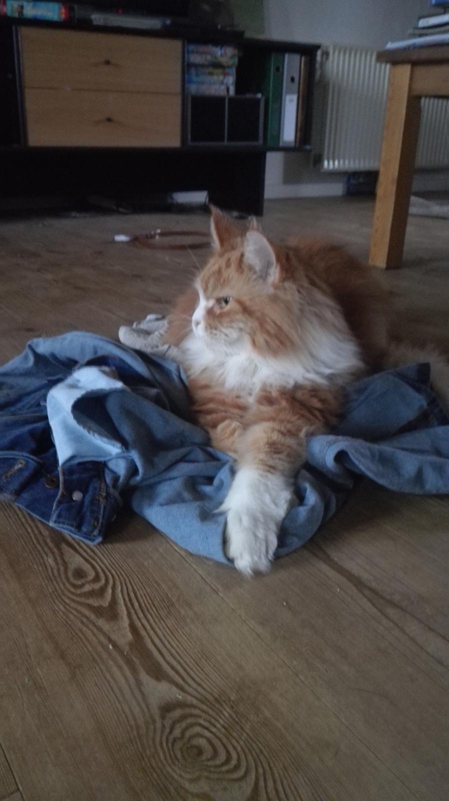 Maine Coon Timitas Danish Dynamite billede 20