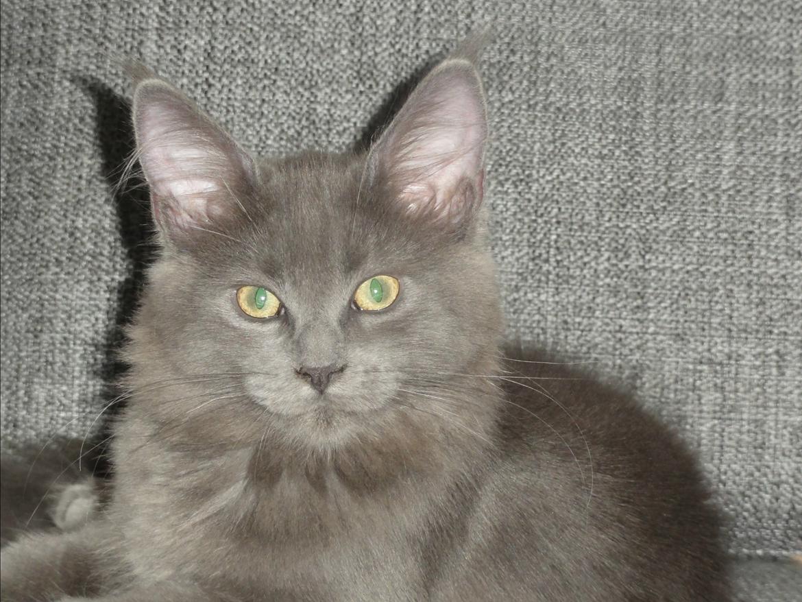 Maine Coon Blackangel's Magby billede 15