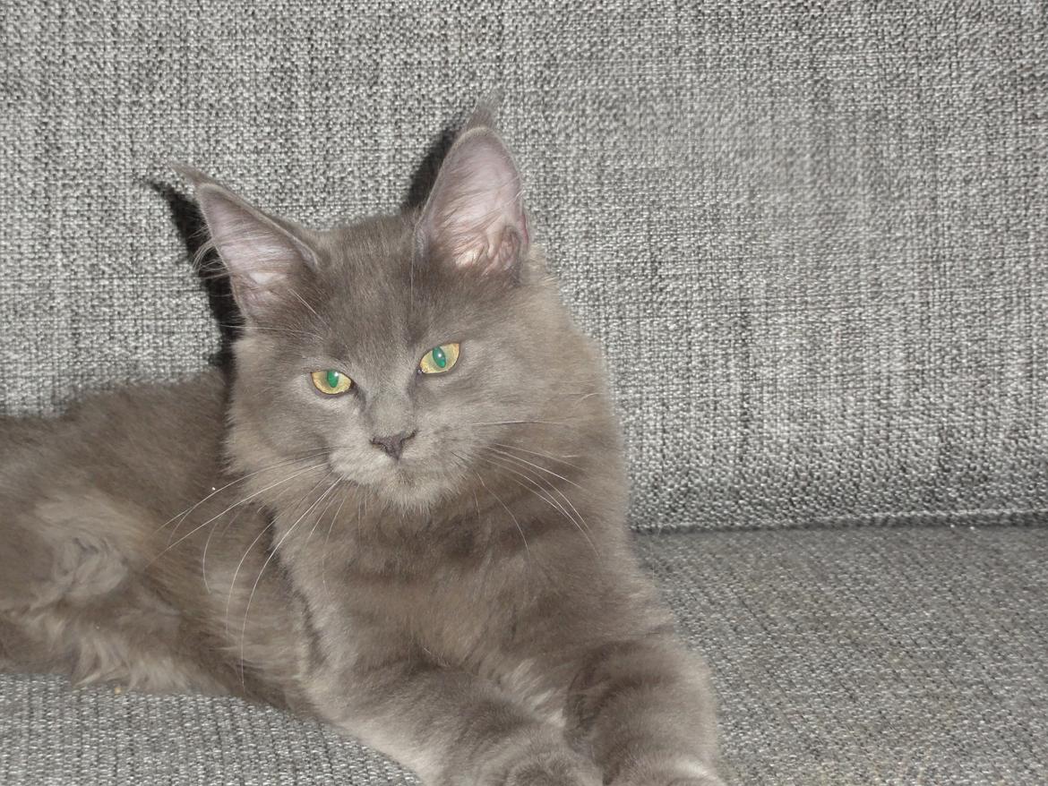 Maine Coon Blackangel's Magby billede 17