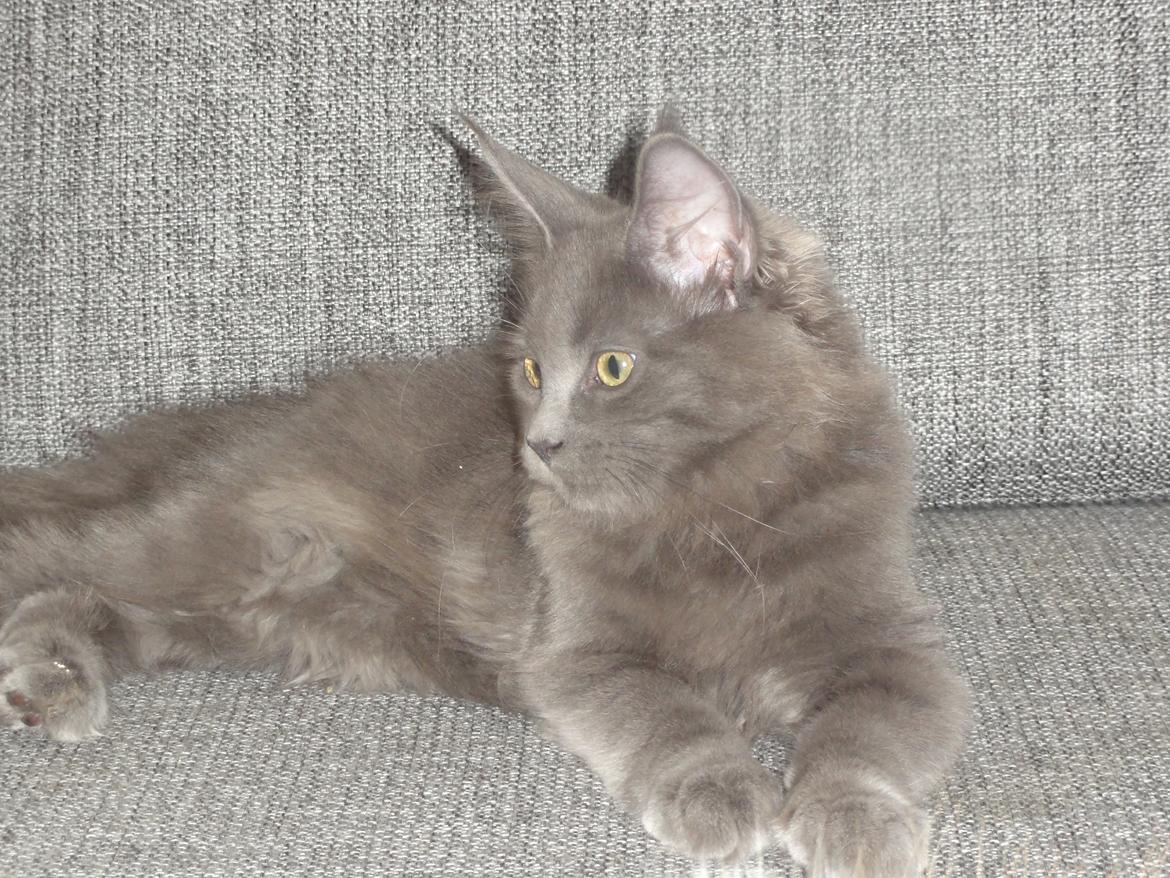 Maine Coon Blackangel's Magby billede 19