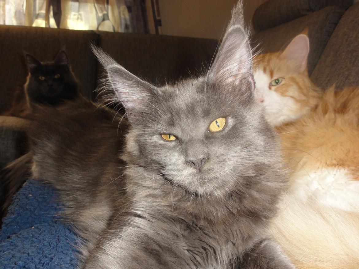 Maine Coon Blackangel's Cleffa billede 6