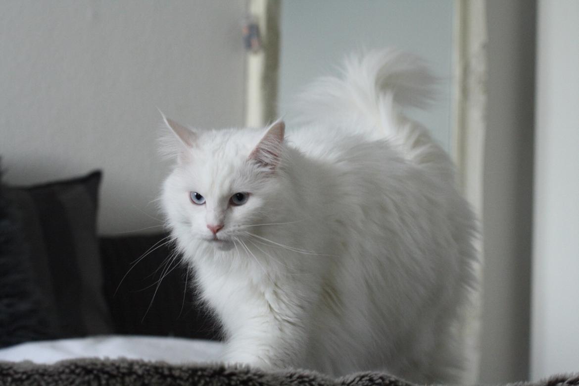 Blanding af racer Silla billede 4