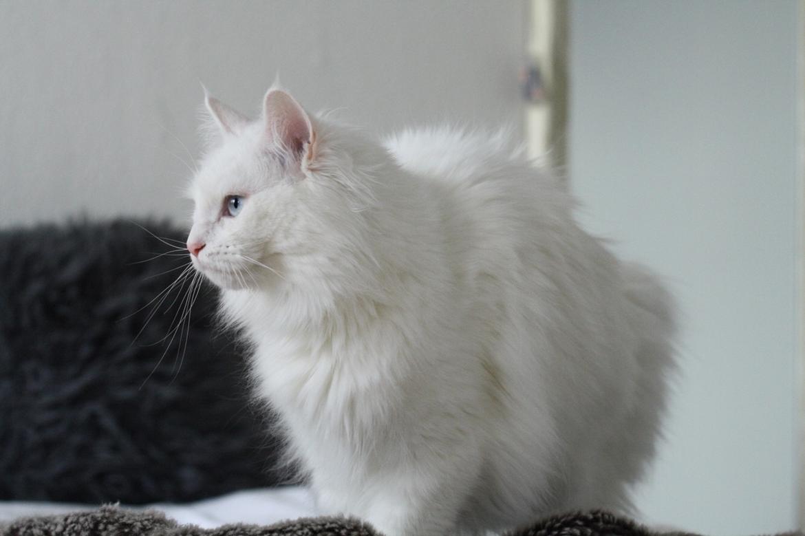 Blanding af racer Silla billede 13