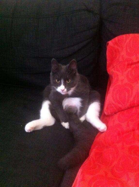 Huskat Tøsen billede 5