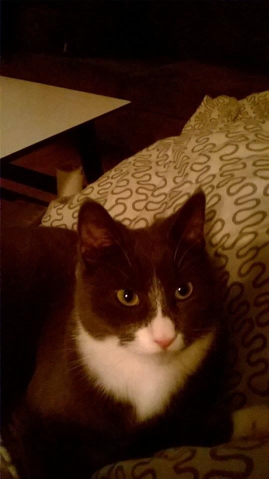 Huskat Tøsen billede 6