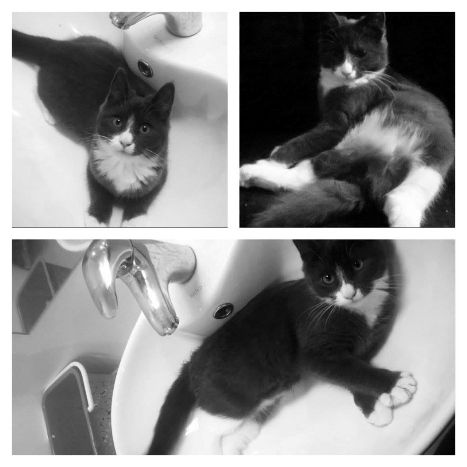 Huskat Tøsen billede 2