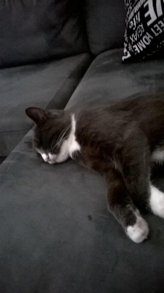 Huskat Tøsen billede 8