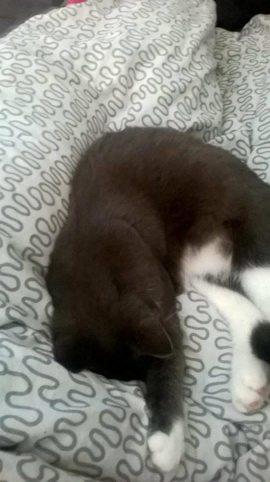 Huskat Tøsen billede 15