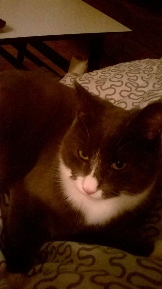 Huskat Tøsen billede 16