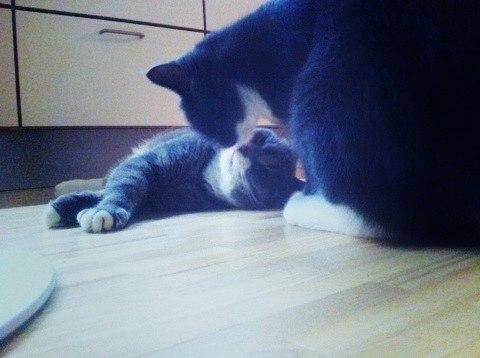 Huskat Tøsen billede 18