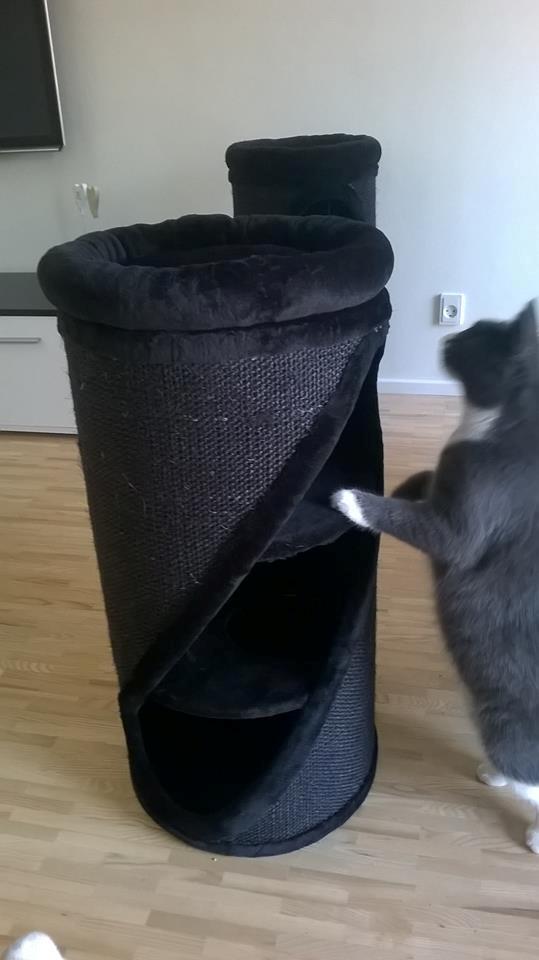 Huskat Tøsen billede 19