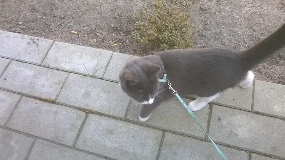 Huskat Tøsen billede 21